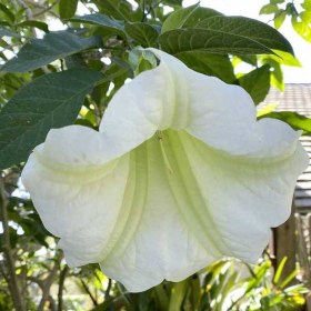 Hófehér angyaltrombita - Csodás virágok az Egzotikus Növények Stúdiója kínálatából